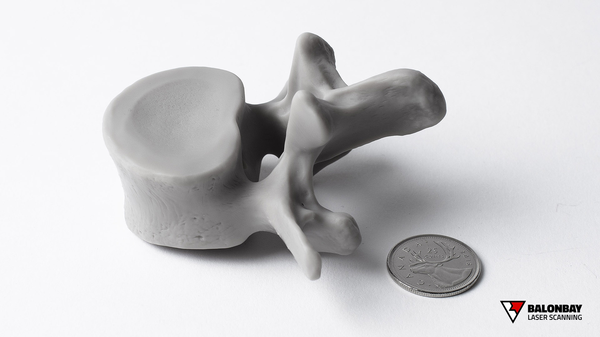 Balonbay Spine Bone Model resin print