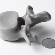 Balonbay Spine Bone Model resin print